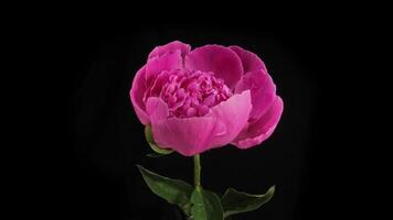 Pink peony blooming on black background video