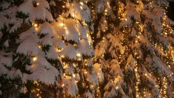 krans lampa lampor på jul träd festlig belysning på de gran träd video