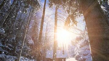 inverno floresta neve queda lento movimento Magia hora pôr do sol video