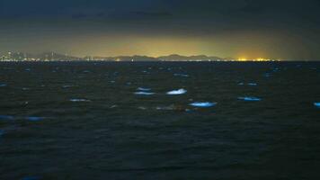 plankton bloom illuminate on sea at night time video