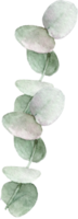 eucalipto folhas plantas natureza png