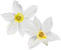 florecer salvaje prado campo flor narciso narsis png