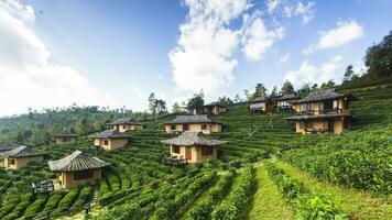 green tea field on hill againts sky video