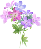 vattenfärg rosa lila blommor geranium kronblad png