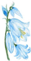 botanisch Garten Blume Aquarell Kranz Glockenblume Blume Blütenblätter png