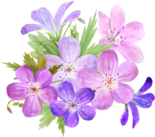 watercolor pink purple flowers geranium petals png