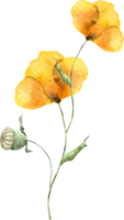 gul och orange blomma vattenfärg png