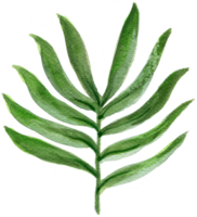 tropical verde planta exótico selva acuarela png