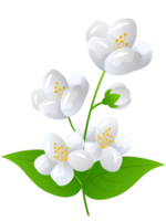 blomma jasmin illustration png