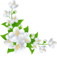 fleur jasmin illustration png