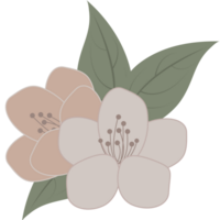 blomma jasmin illustration png