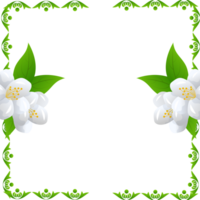 flor jazmín ilustración png