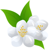 bloem jasmijn illustratie png
