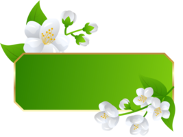 blomma jasmin illustration png