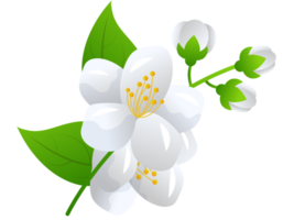 flower jasmine illustration png