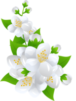 bloem jasmijn illustratie png
