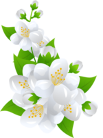 fleur jasmin illustration png