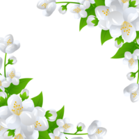 fiore gelsomino illustrazione png