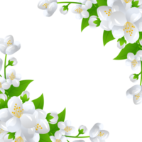 blomma jasmin illustration png