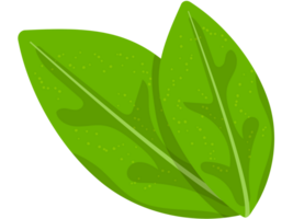 illustration de feuille de plante png