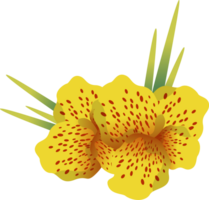 canna flowers cartoon illustration png