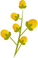 cassia fistel illustratie png