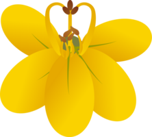 cassia fistula illustration png