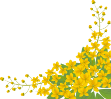 Cassia fistola illustrazione png