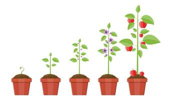 crecimiento de planta en maceta, desde brote a fruta. plantando árbol. planta de semillero jardinería planta. línea de tiempo vector ilustración en plano estilo