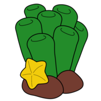 The illustration of a coral png