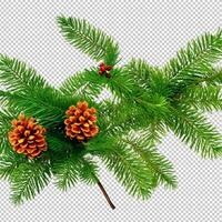 Spruce pine branches isolated on transparent background. Christmas tree clipar clip art Green branch isolated png photo