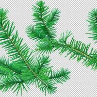 Spruce pine branches isolated on transparent background. Christmas tree clipar clip art Green branch isolated png photo