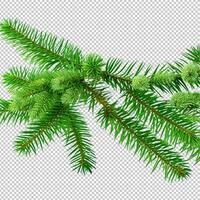 Spruce pine branches isolated on transparent background. Christmas tree clipar clip art Green branch isolated png photo