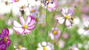 kosmos bloemen bloeien in de zomer zon. video