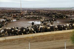 negro y blanco vacas concurrido en un lodoso corral de engorde foto