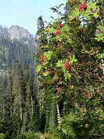 Red berries on mountain ash photo