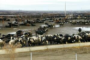 Black and white cows crowded in a muddy feedlot photo