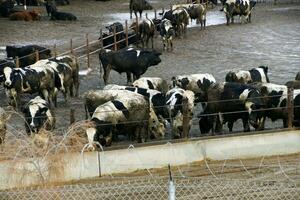 vacas concurrido en un lodoso corral de engorde foto