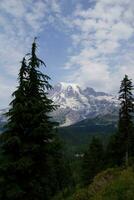 Mt. Rainier, with conifer forest photo