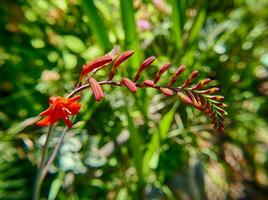 Lucifer crocosmia en Seattle jardín foto