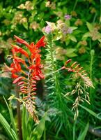 Lucifer Crocosmia in Seattle garden photo