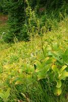 Alpine meadow and conifer forest photo