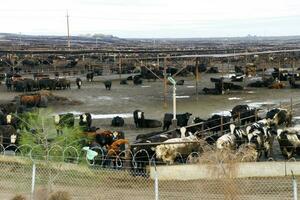 Black and white cows crowded in a muddy feedlot photo