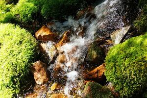 verde musgo en alpino corriente foto