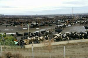 cows crowded in a muddy feedlot photo