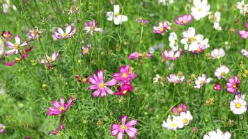 Cosmos flowers bloom in the summer sun. video