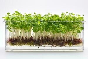 AI generated Microgreens in a transparent container on a white background. Organic product. Plants to grow at home for food. AI Generated photo