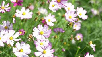 Cosmos flowers bloom in the summer sun. video