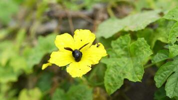 Hummeln fliegen zu saugen Nektar von Blumen. Ursachen das Düngung von Blume Pollen. video