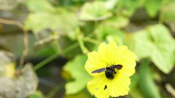 Hummeln fliegen zu saugen Nektar von Blumen. Ursachen das Düngung von Blume Pollen. video